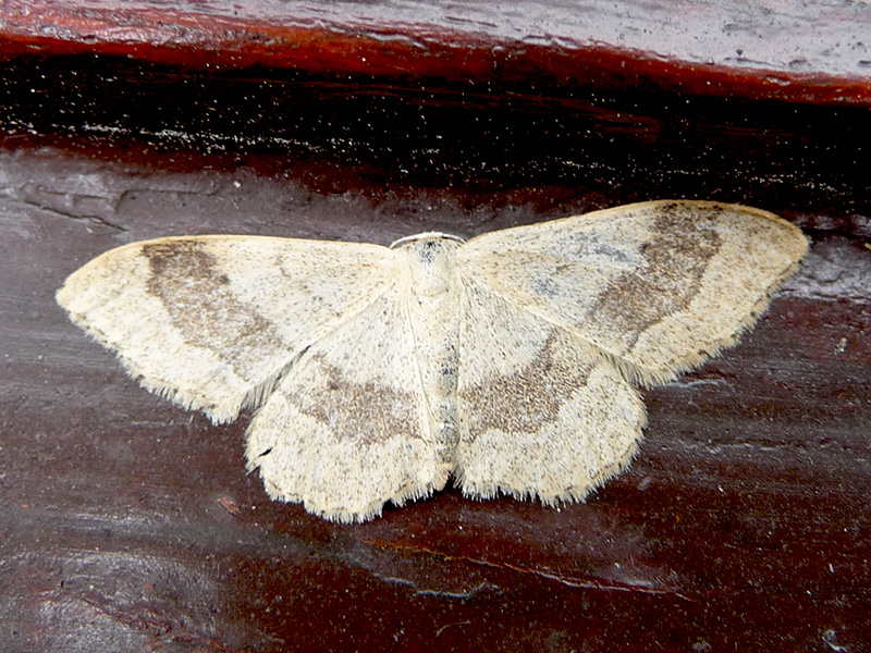 Lace-border moth (possibly)