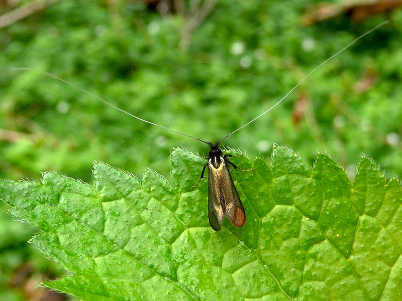 Long-horn moth probably Adela reaumurella