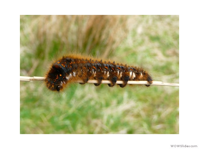 Caterpillar by Loch Awe Caterpillar by Loch Awe