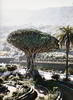 Thousand Year Old Draco in Icod de los Vinos in northwest Tenerife